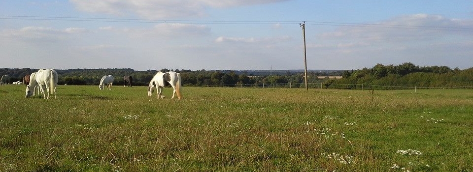 Grove Horses