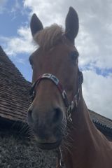 Marmalade
